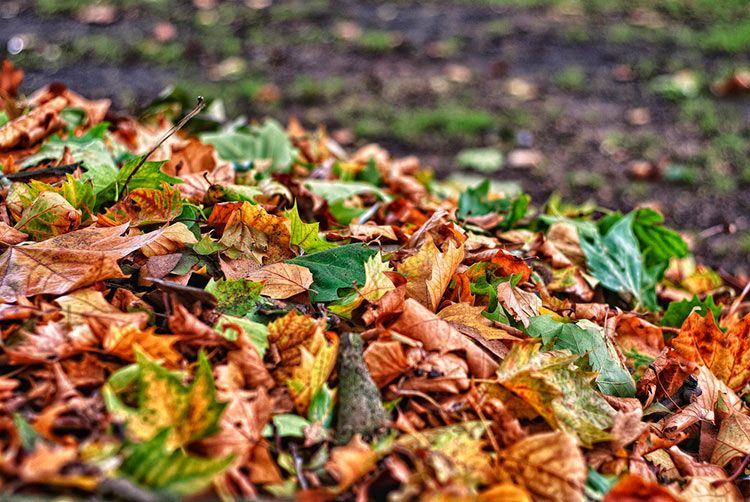 Armazenamento de folhas para compostagem