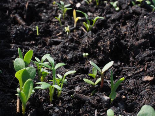 O composto é um excelente substrato para germinação de sementes